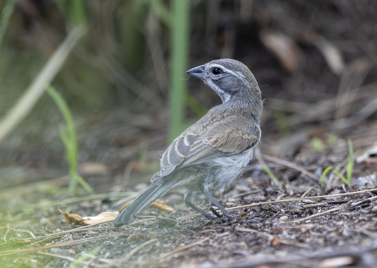 Black-throated Sparrow - ML623928313