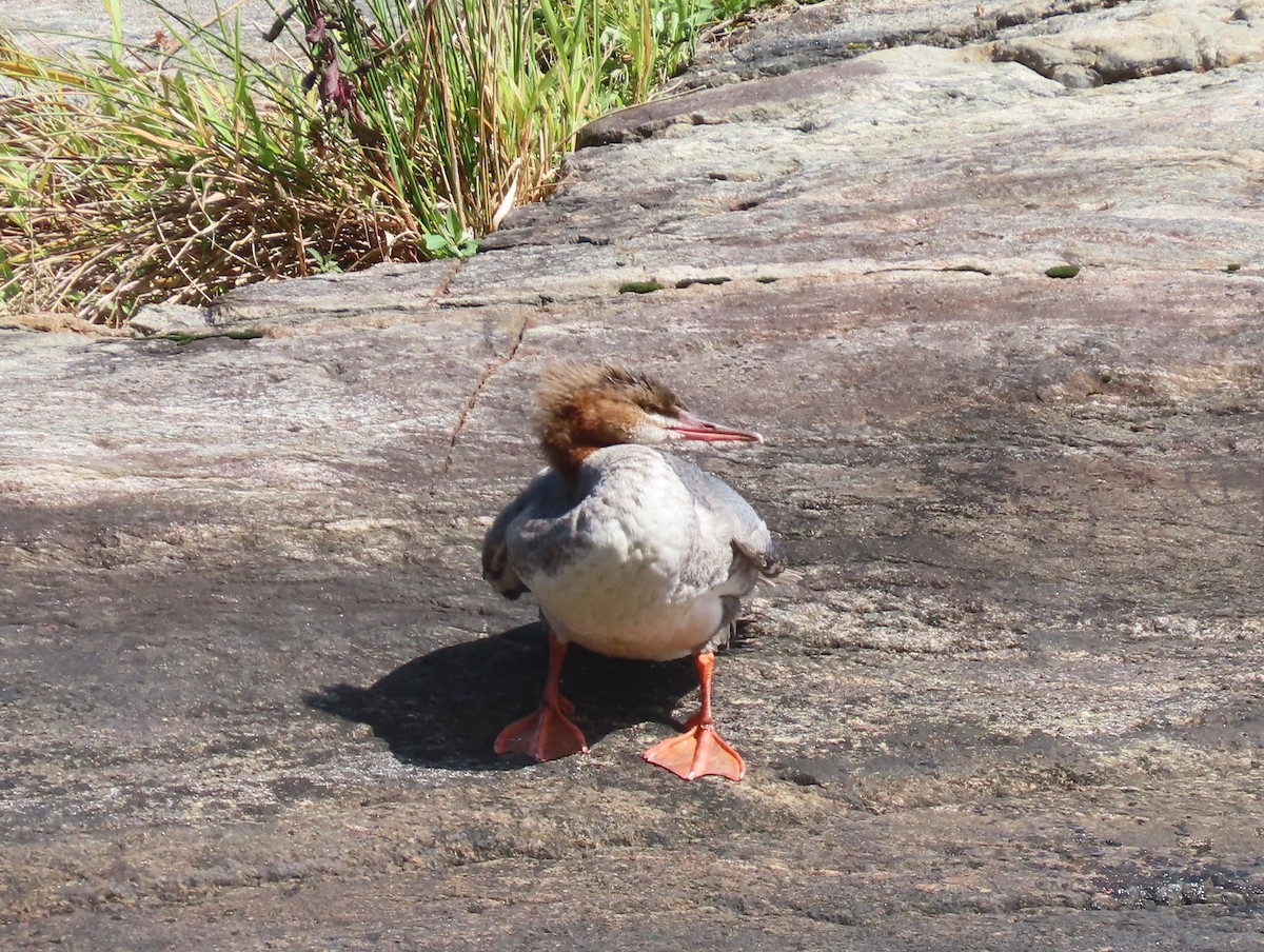 Common Merganser - ML623928319