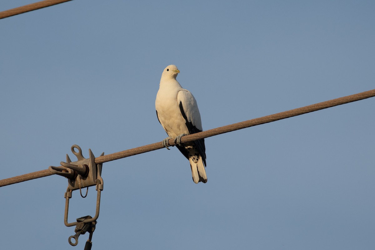 Torresian Imperial-Pigeon - ML623928334