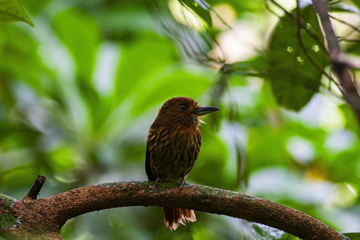 White-whiskered Puffbird - ML623928335