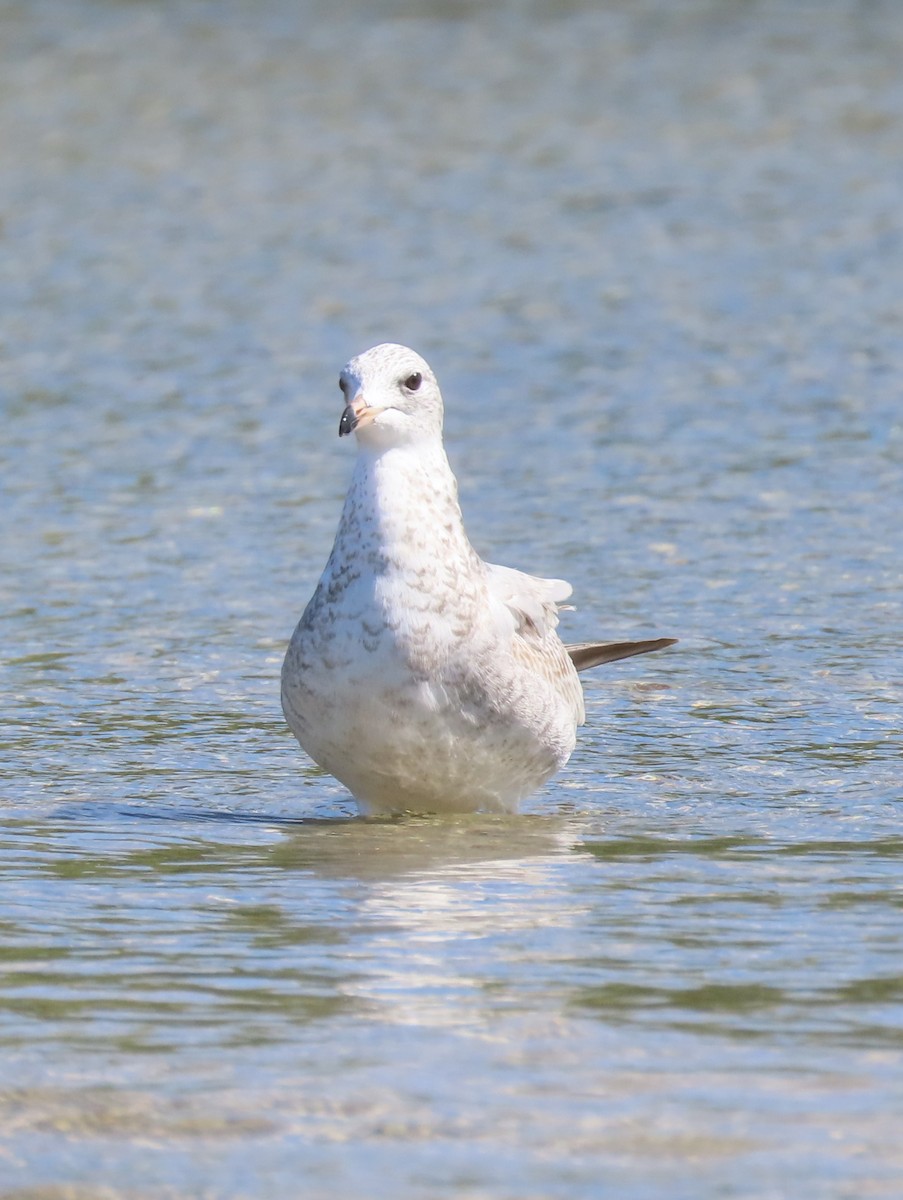 Ring-billed Gull - ML623928337