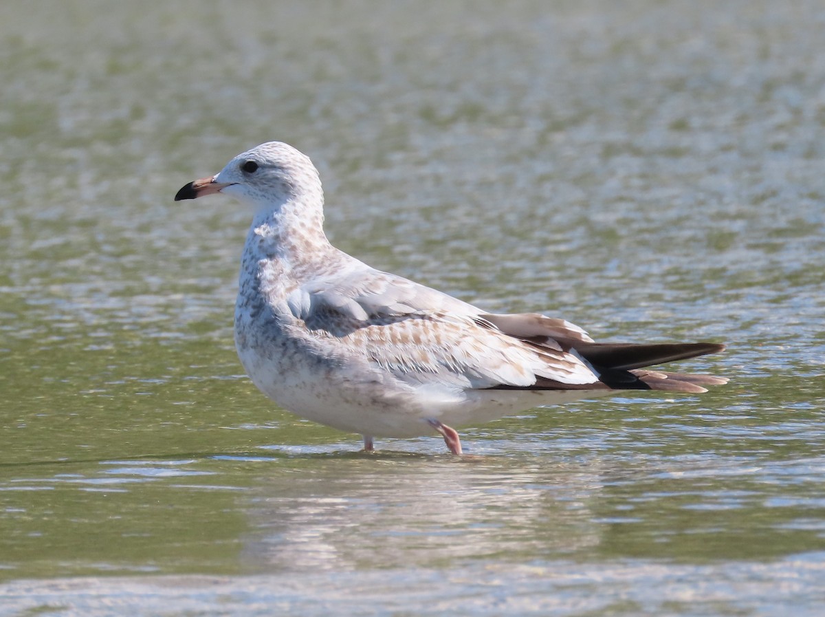 Ring-billed Gull - ML623928338