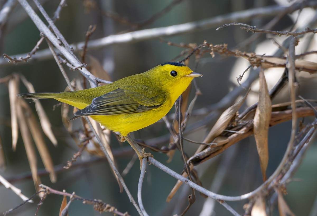 Wilson's Warbler - ML623928351