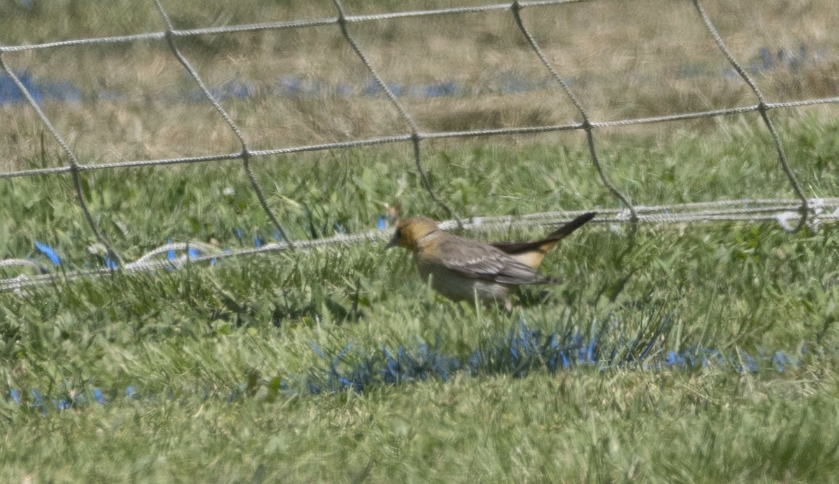 Bullock's Oriole - ML623928368