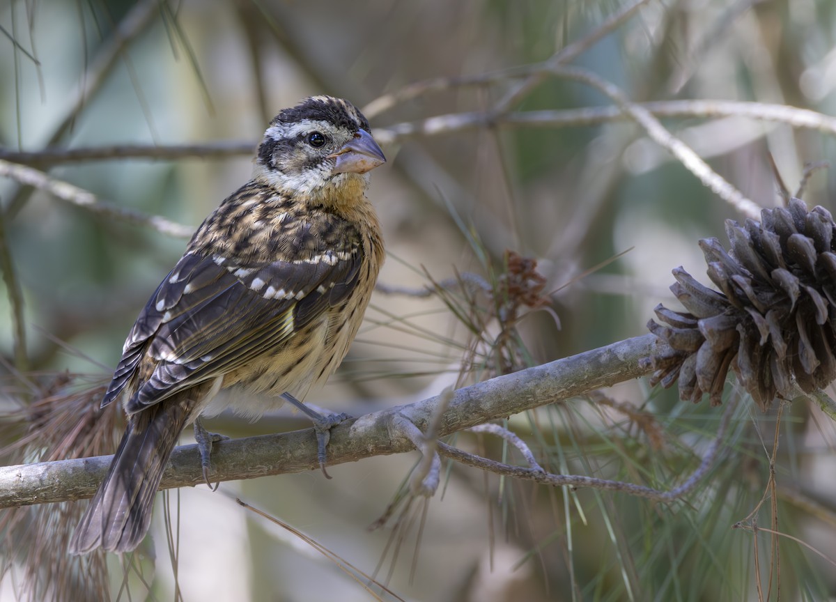 Black-headed Grosbeak - ML623928371