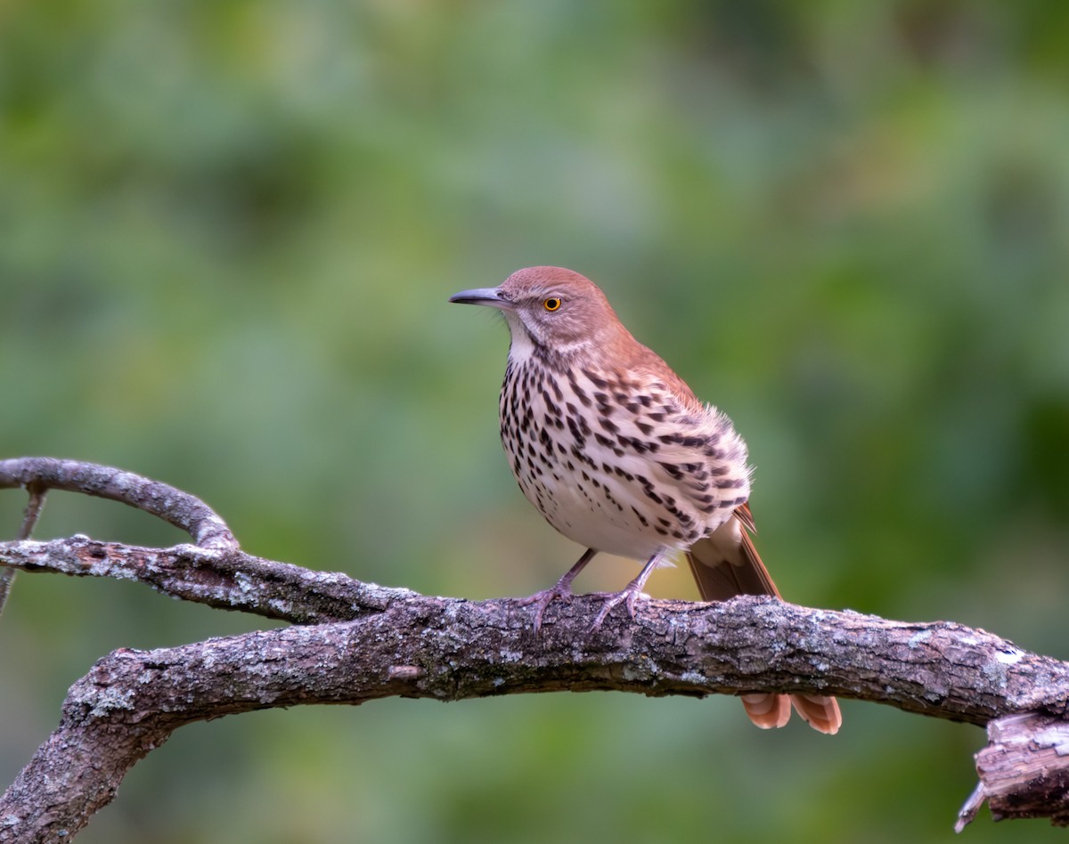 Brown Thrasher - ML623928372