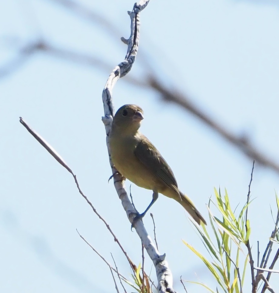 Painted Bunting - Bob Nieman