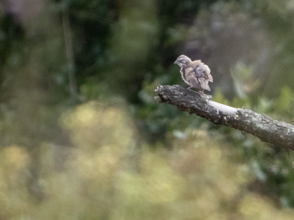 Black-throated Sparrow - ML623928378