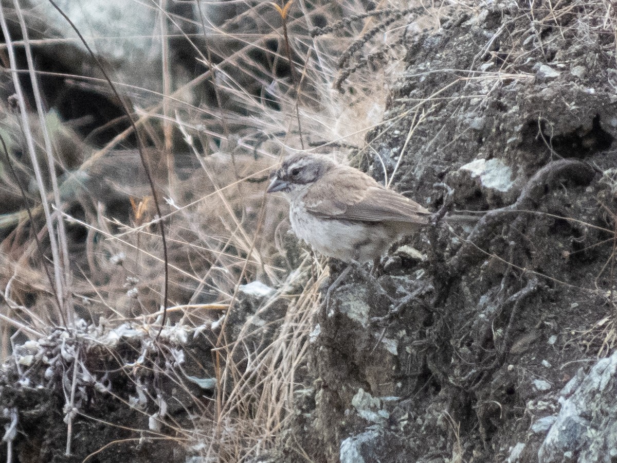 Black-throated Sparrow - ML623928379