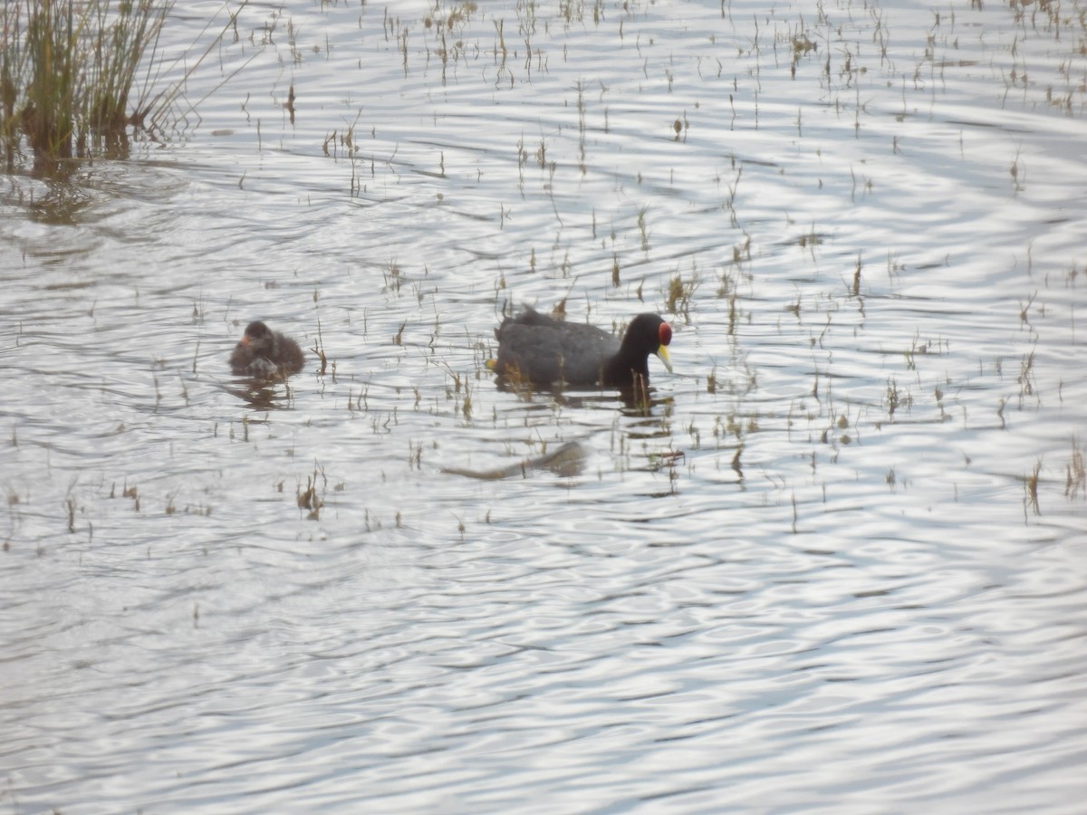 Slate-colored Coot - ML623928385