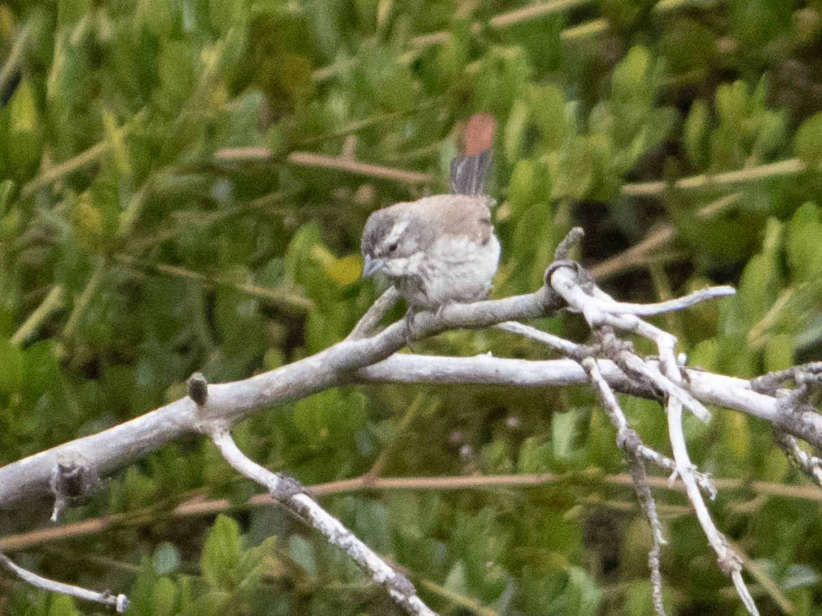 Black-throated Sparrow - ML623928387