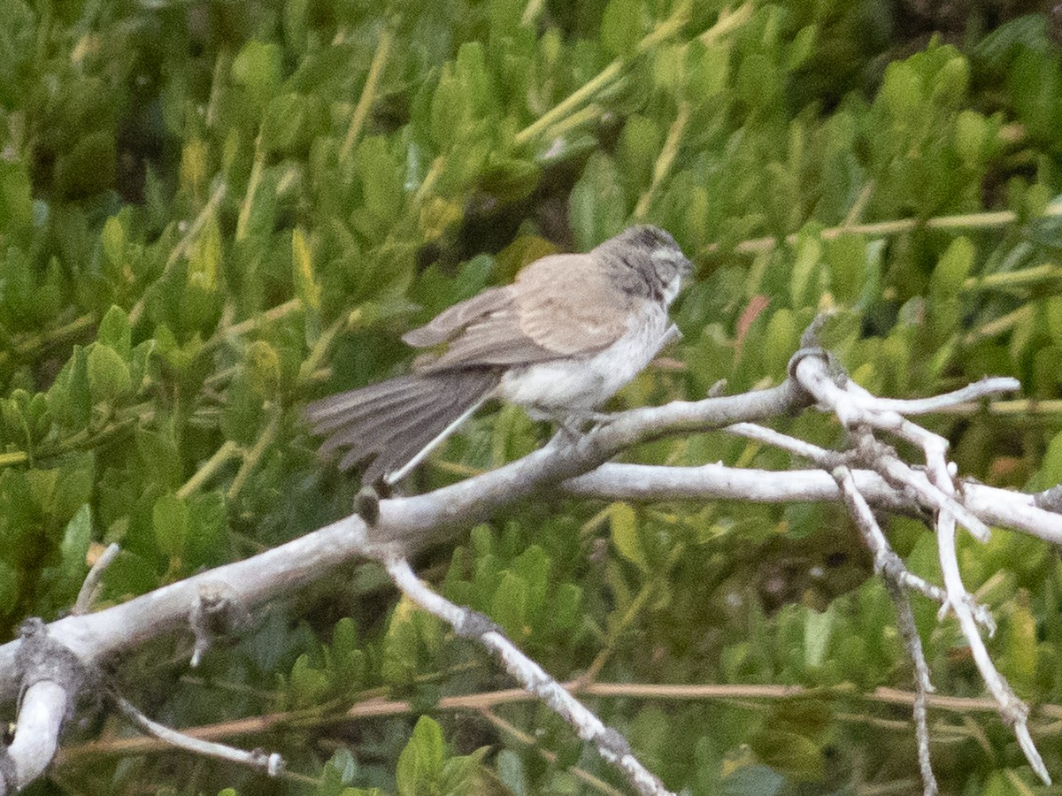 Black-throated Sparrow - ML623928388