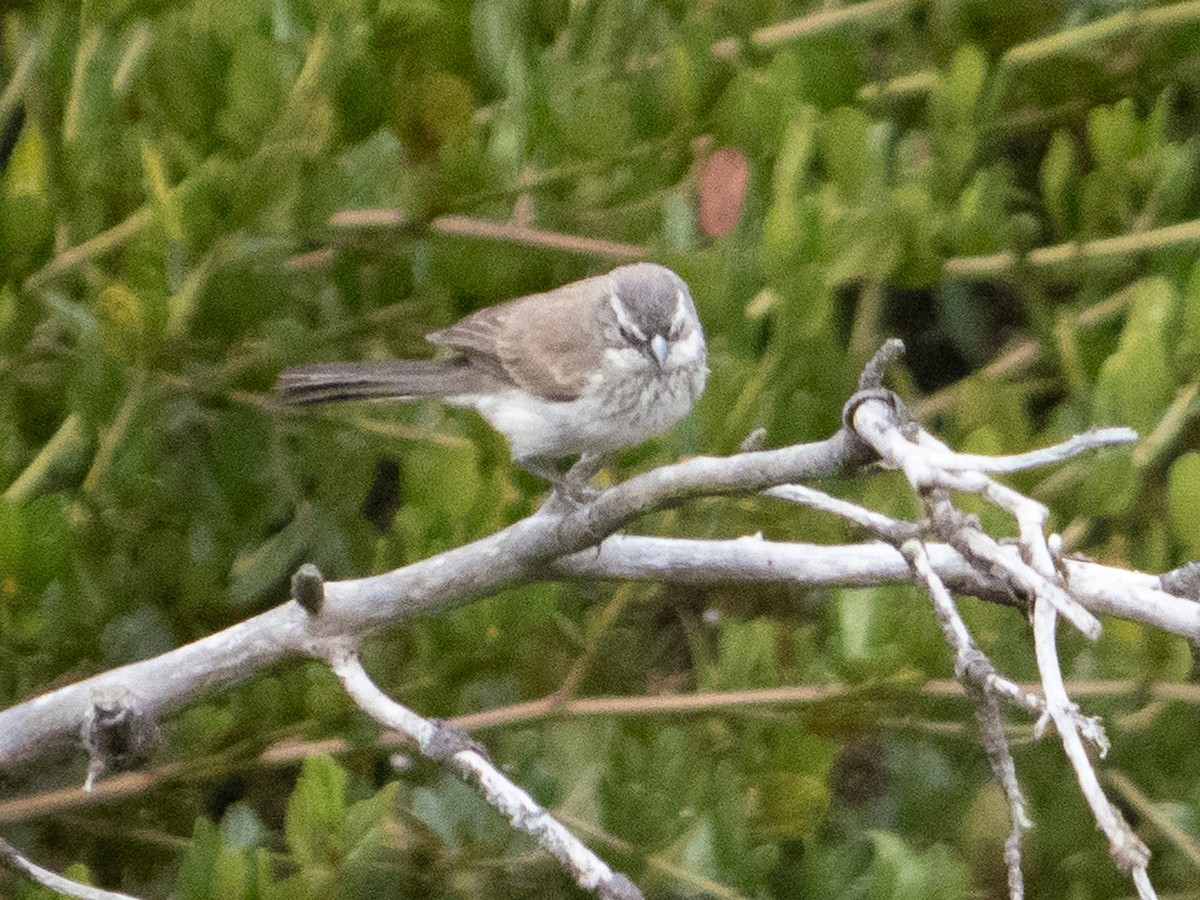 Black-throated Sparrow - ML623928389