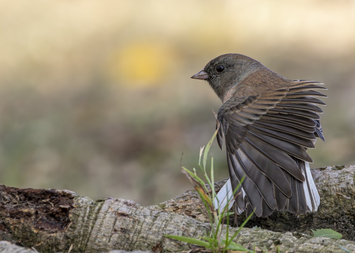 Junco Ojioscuro - ML623928393