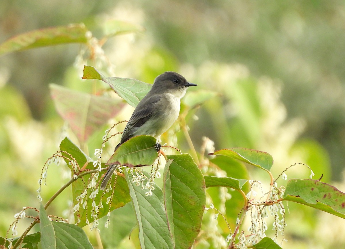 Eastern Phoebe - ML623928394