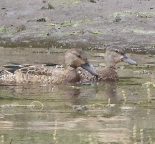 Blue-winged/Cinnamon Teal - ML623928397