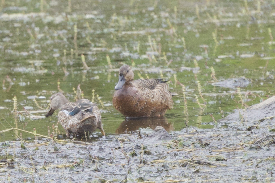 Blue-winged/Cinnamon Teal - ML623928398