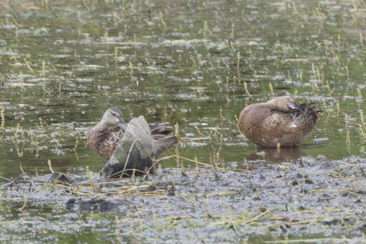 Blue-winged/Cinnamon Teal - Linda Ankerstjerne Olsen