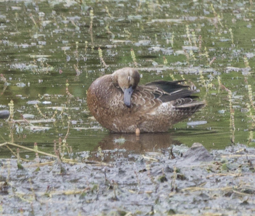 Blue-winged/Cinnamon Teal - ML623928401