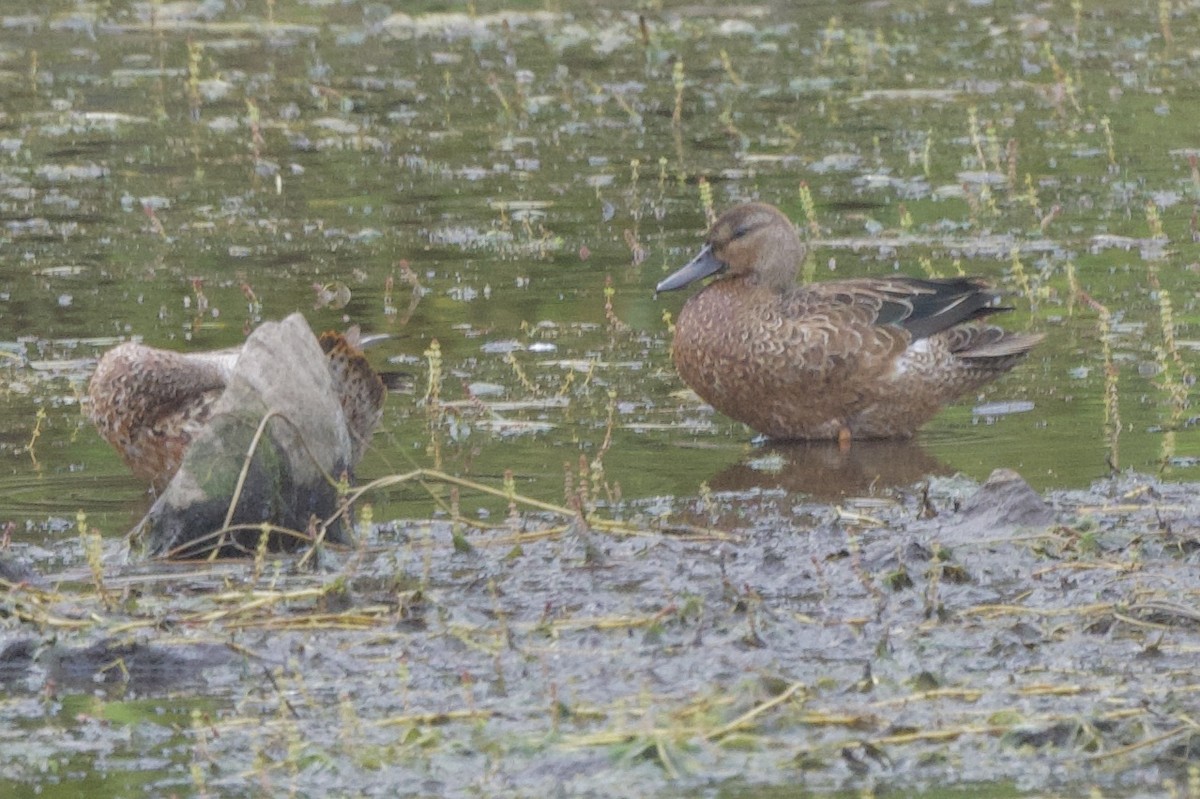 Blue-winged/Cinnamon Teal - ML623928402