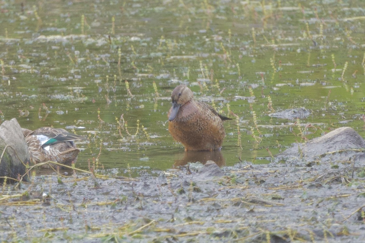 Blue-winged/Cinnamon Teal - Linda Ankerstjerne Olsen