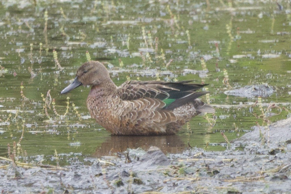 Blue-winged/Cinnamon Teal - ML623928404