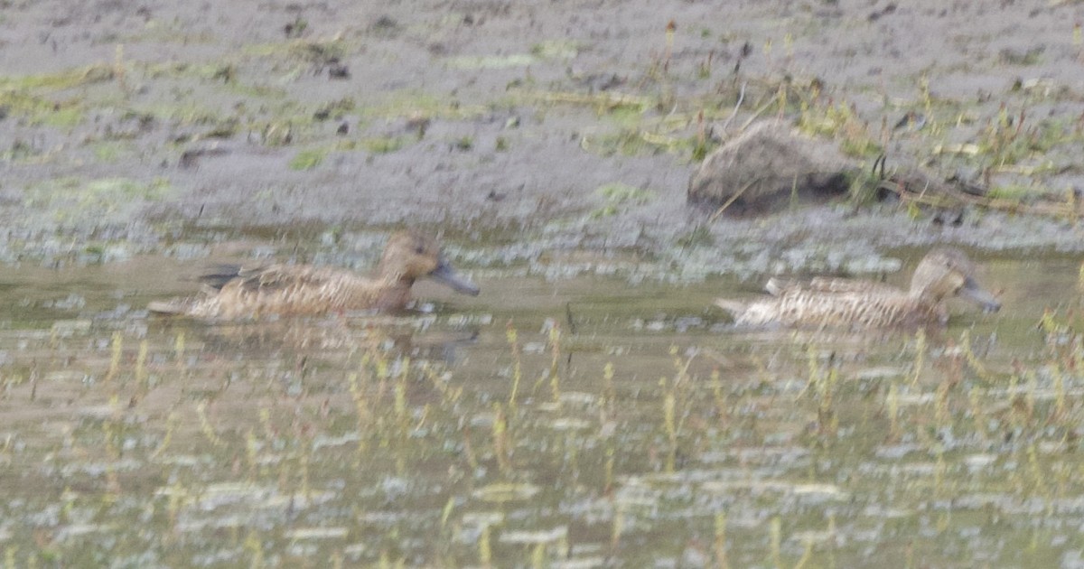 Blue-winged/Cinnamon Teal - ML623928405