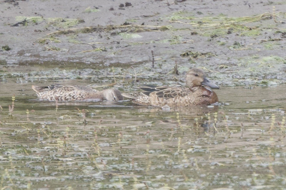 Blue-winged/Cinnamon Teal - ML623928406