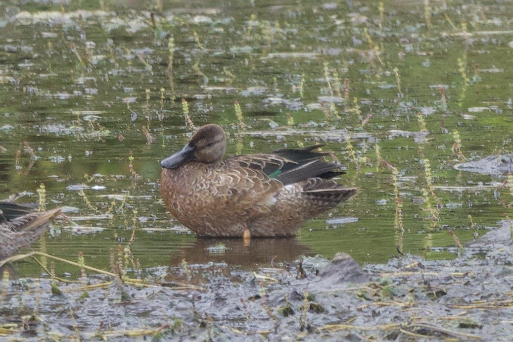 Blue-winged/Cinnamon Teal - ML623928407