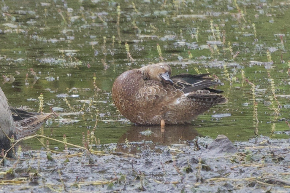 Blue-winged/Cinnamon Teal - ML623928408