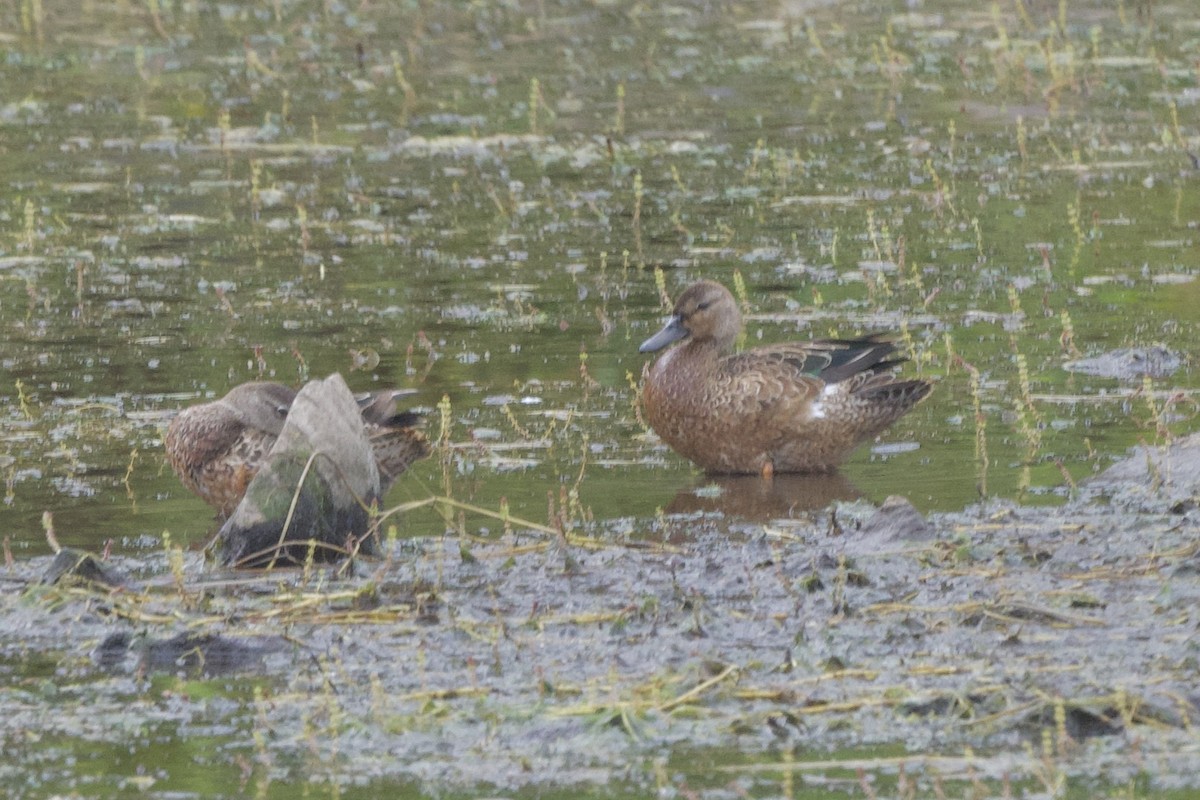 Blue-winged/Cinnamon Teal - ML623928409