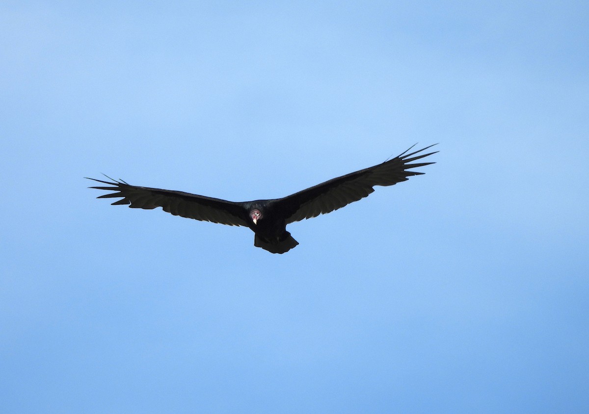 Turkey Vulture - ML623928410