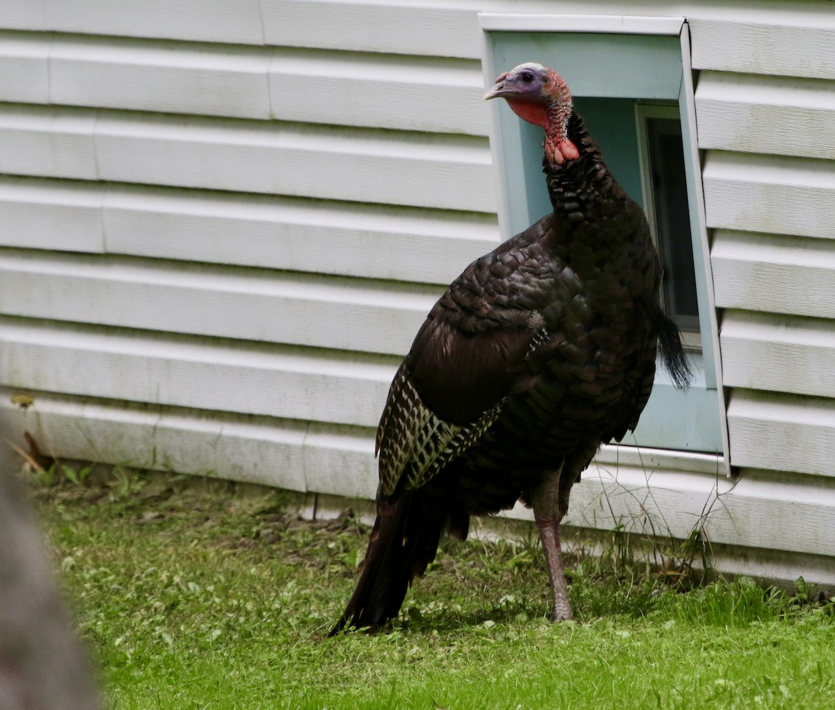 Wild Turkey - ML623928428