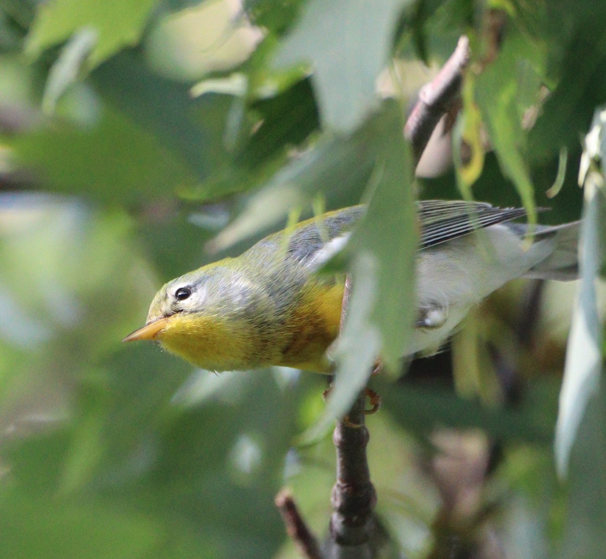 Northern Parula - ML623928429