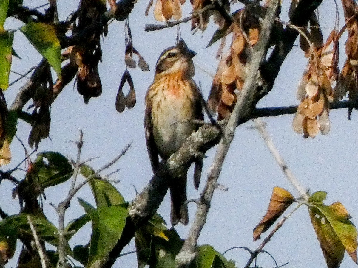 Rose-breasted Grosbeak - Larry Morin