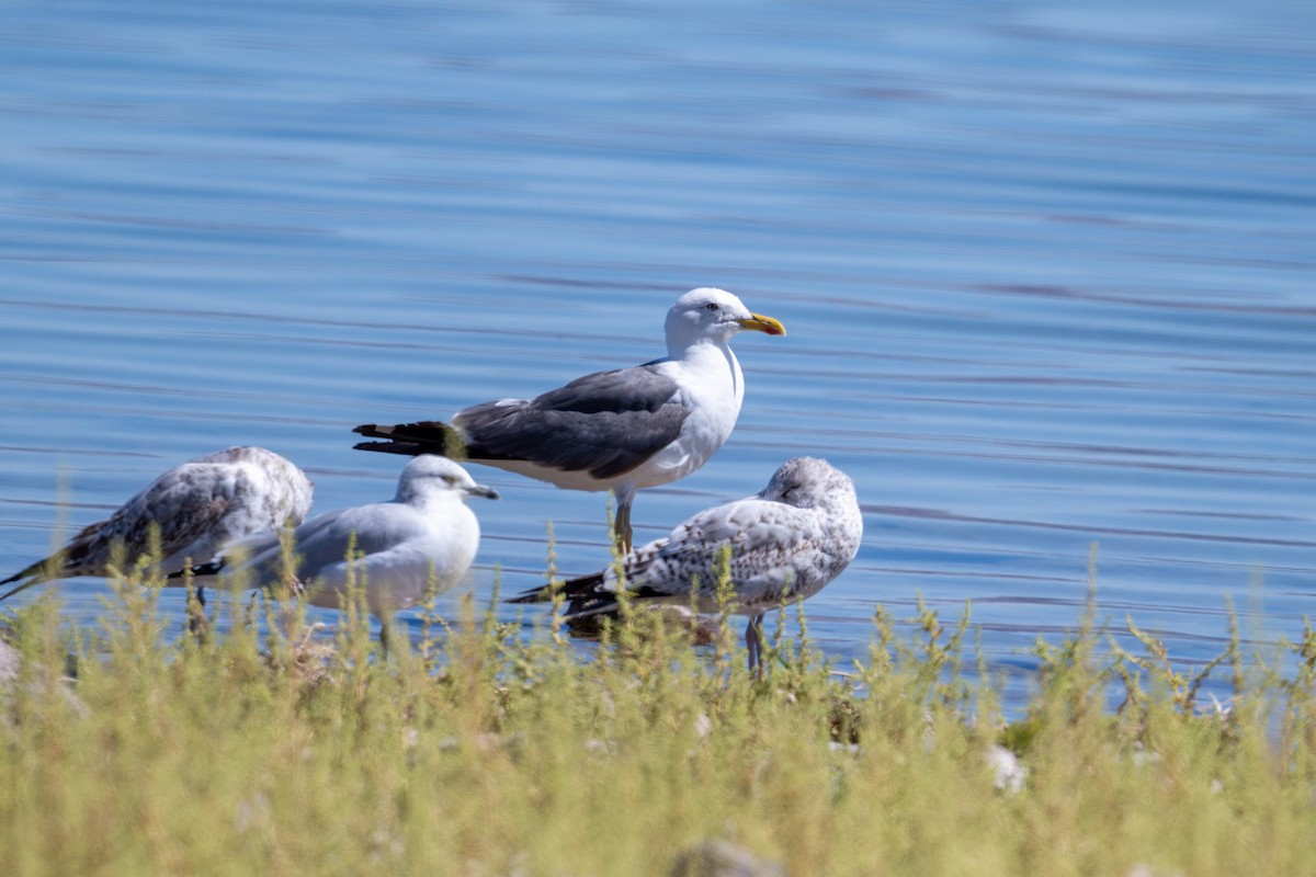 Yellow-footed Gull - ML623928444