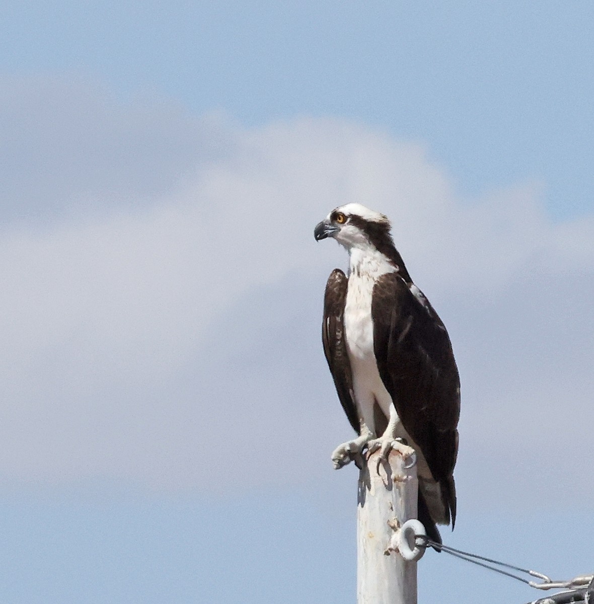 Osprey - ML623928445