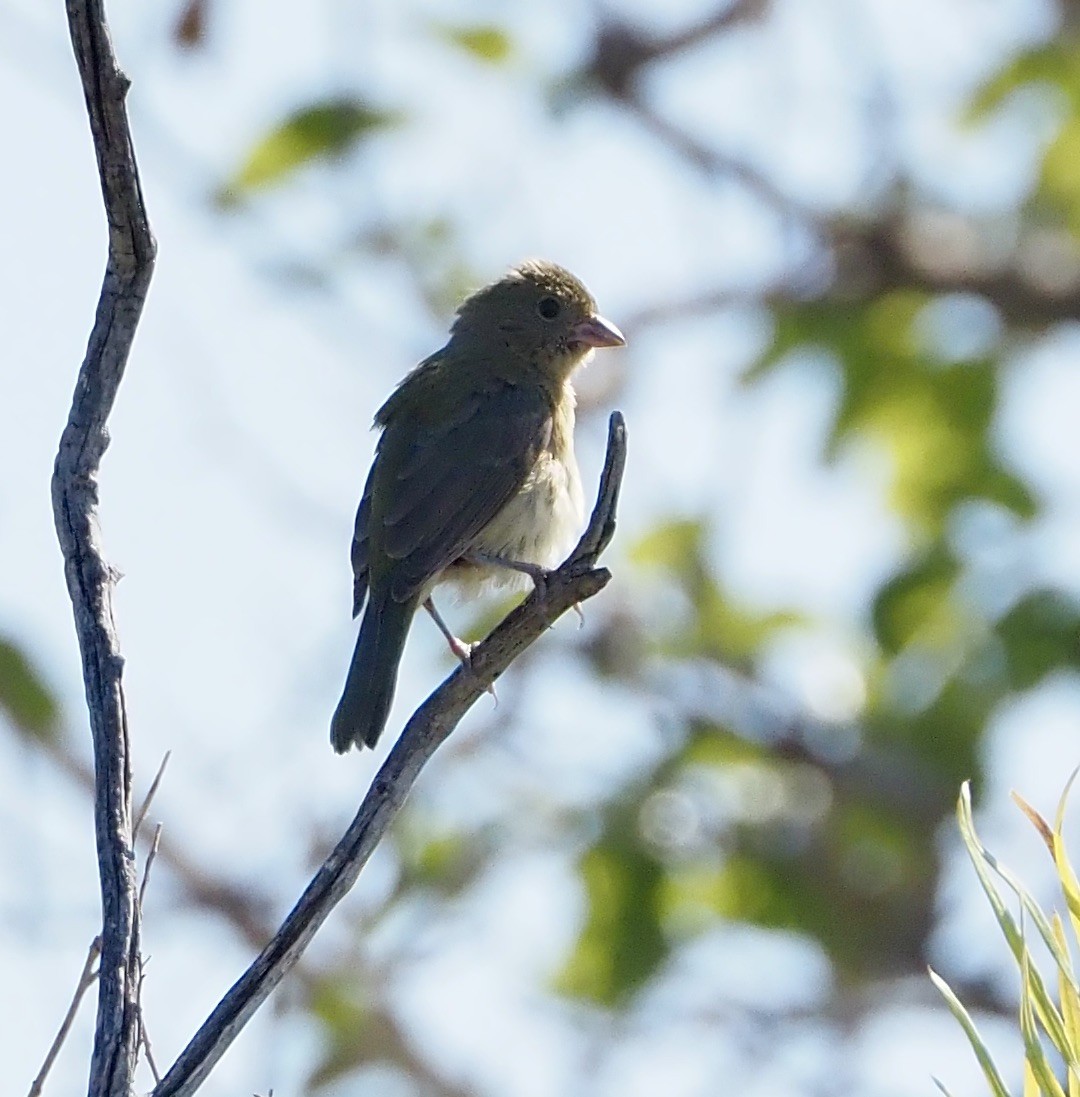 Painted Bunting - Bob Nieman