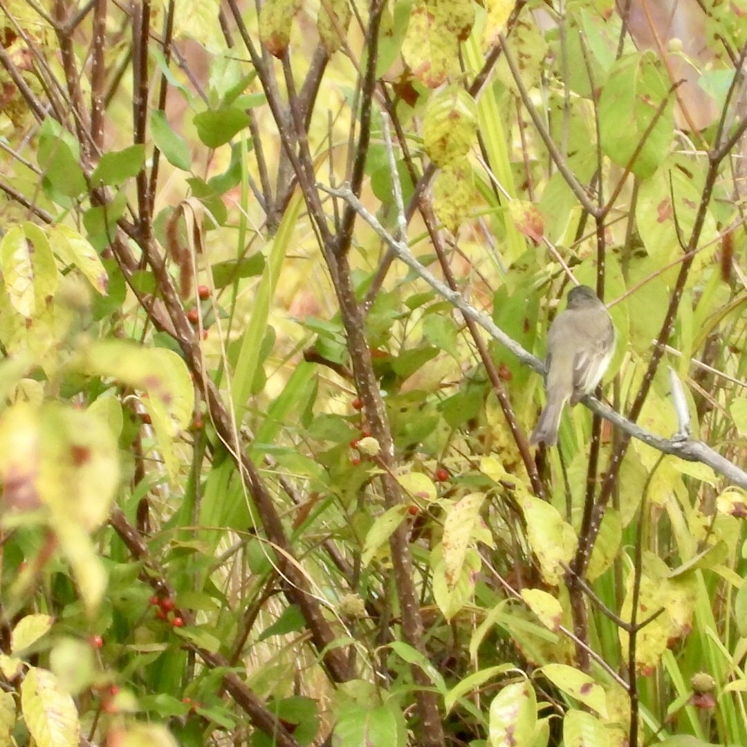 Eastern Phoebe - ML623928459