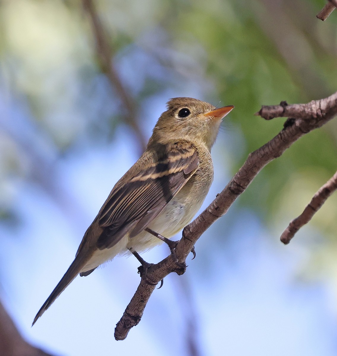 Western Flycatcher - ML623928461