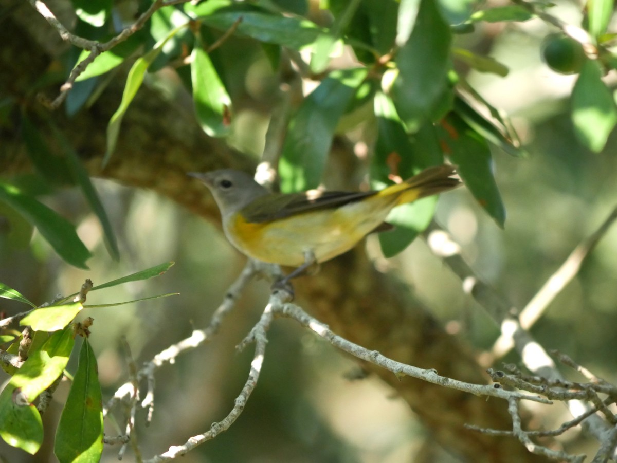 American Redstart - Jake Streets