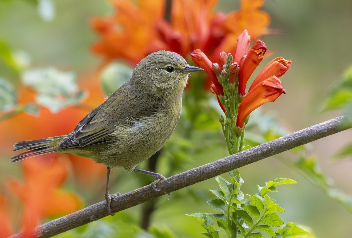 Orange-crowned Warbler - ML623928479