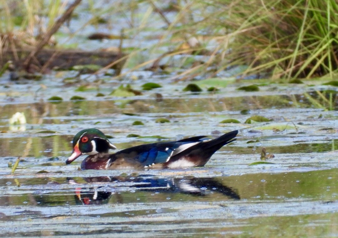 Wood Duck - Manon Guglia