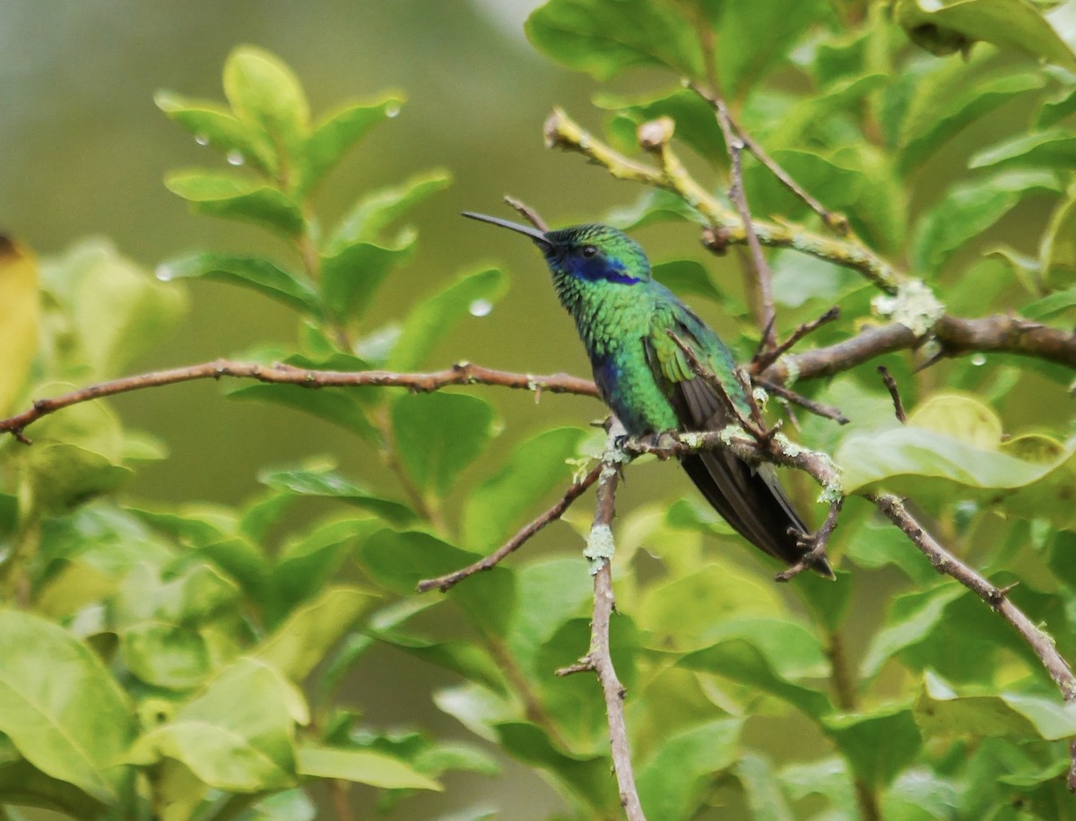 Sparkling Violetear - ML623928507