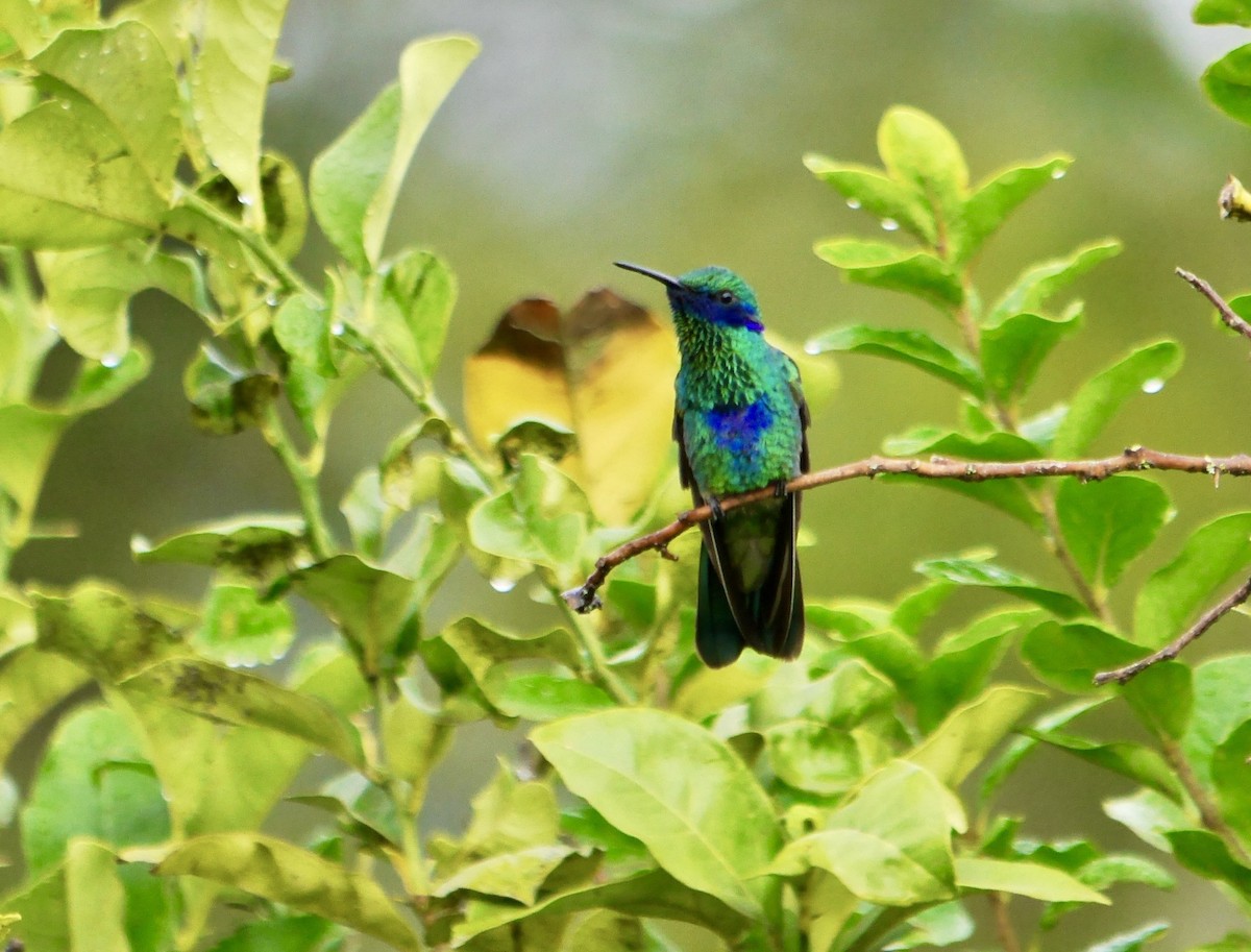 Sparkling Violetear - David Diller