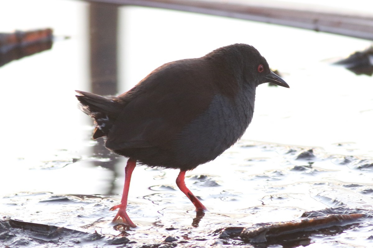 Spotless Crake - ML623928568