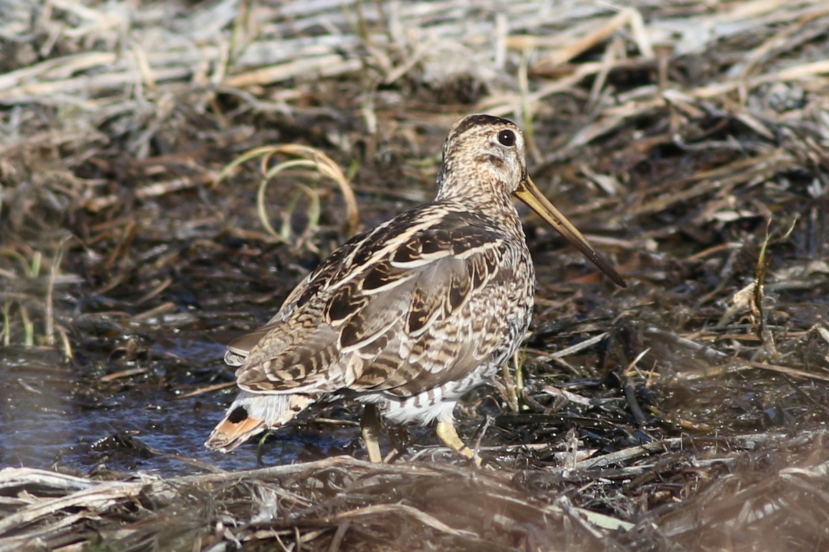 Latham's Snipe - Dave O'Connor