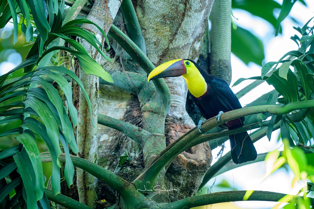 Yellow-throated Toucan - ML623928595