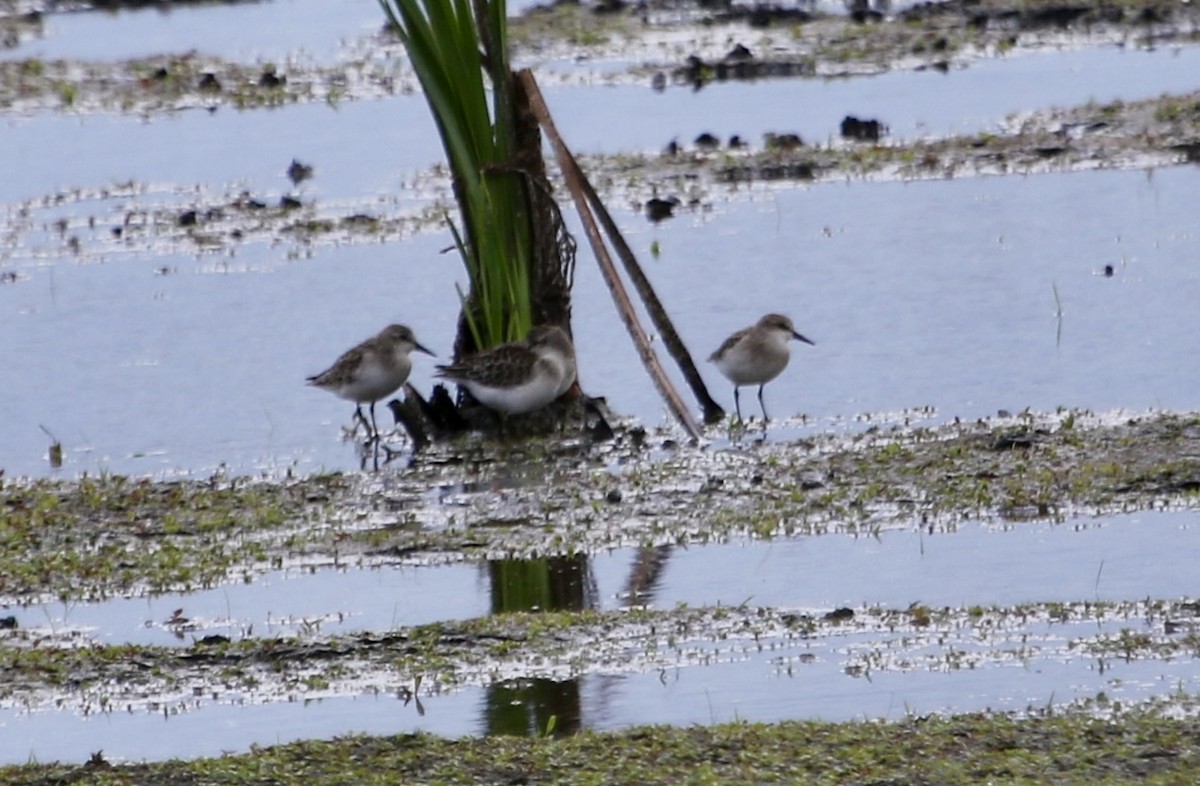 sandsnipe - ML623928610