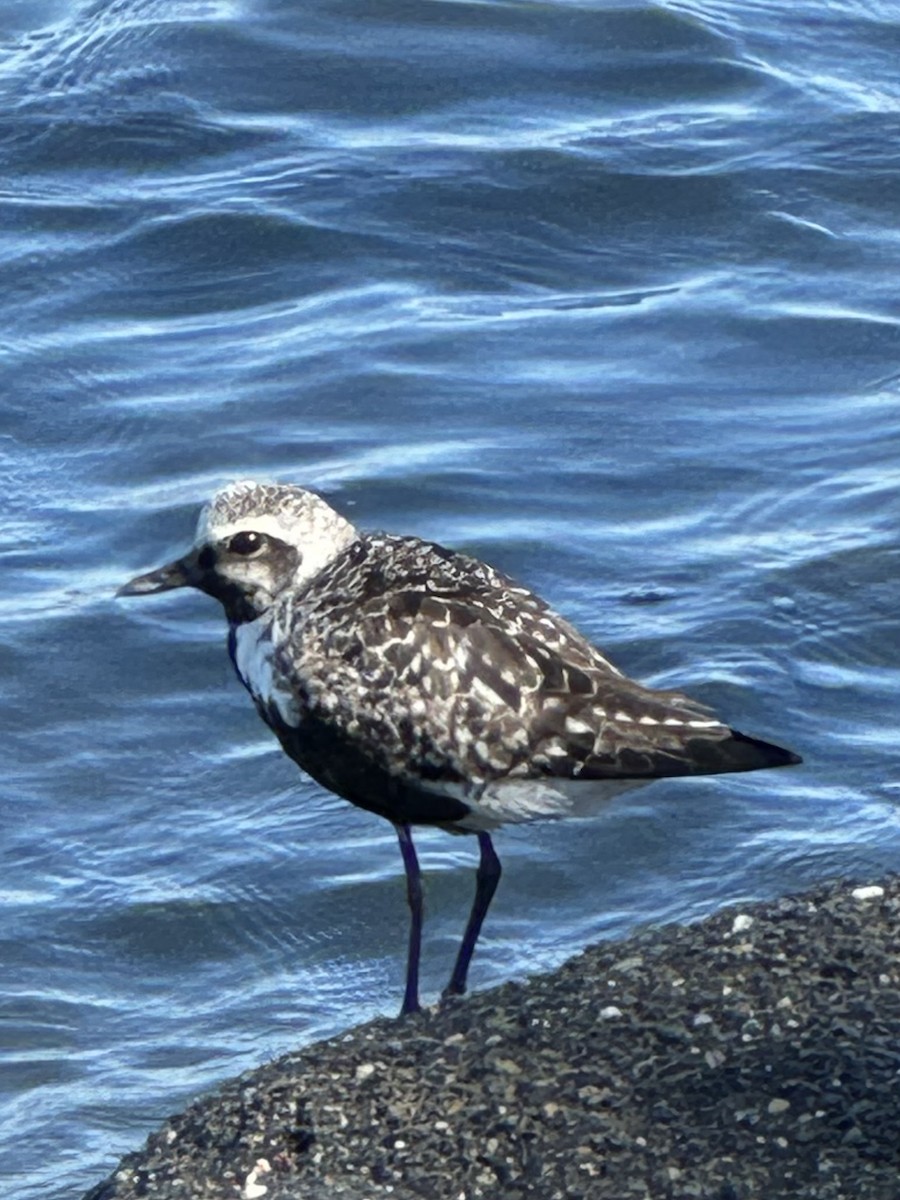 Black-bellied Plover - ML623928612